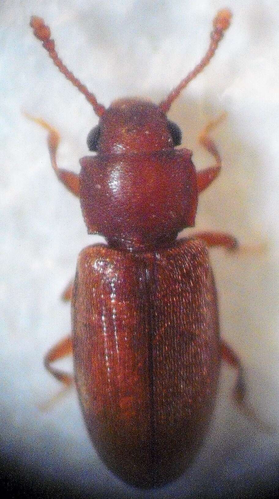 Image of Foreign Grain Beetle