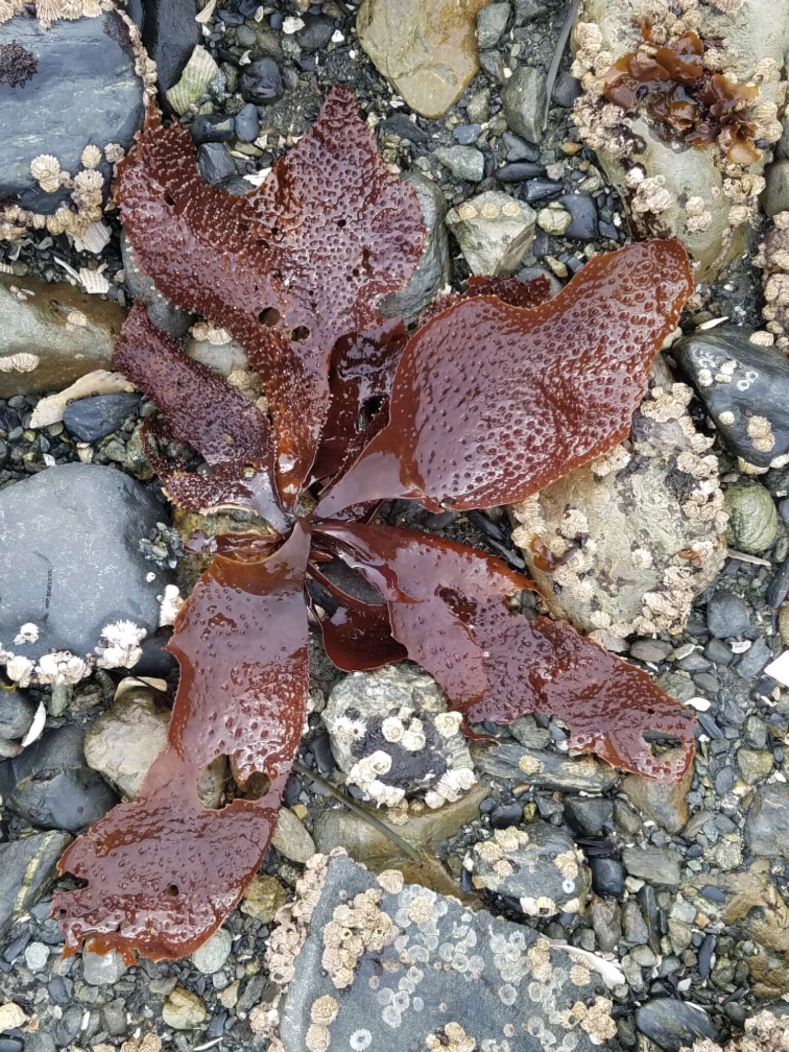 Image of 'Mastocarpus papillatus complex'