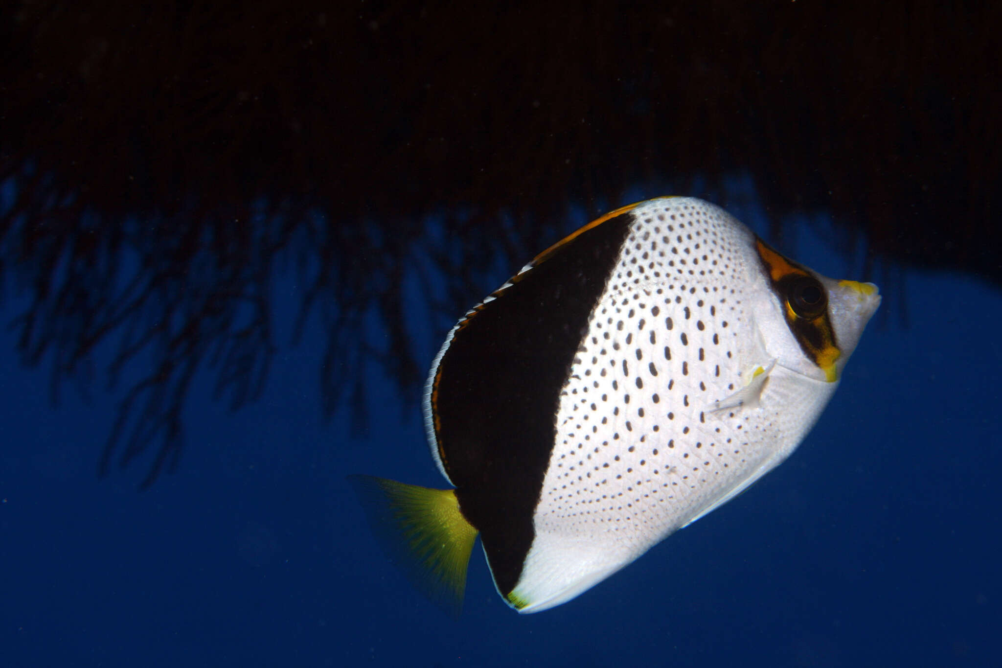 Image of Hawaiian Butterflyfish