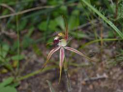 Image of Caladenia hoffmanii Hopper & A. P. Br.