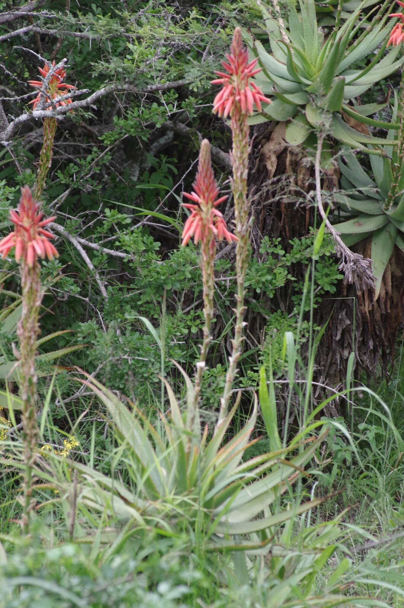 Image of Aloe lineata (Aiton) Haw.