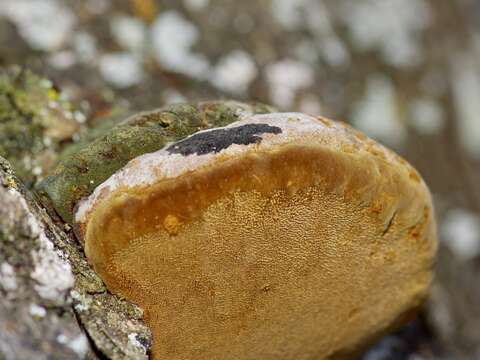 Image de Phellinus badius (Cooke) G. Cunn. 1965