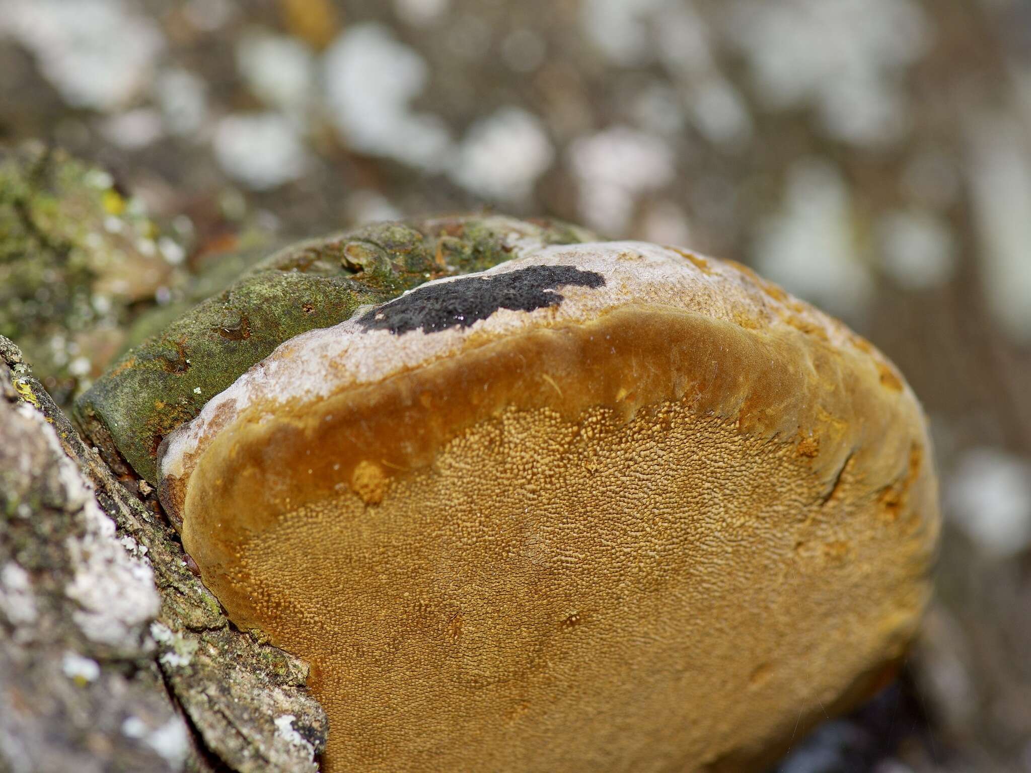 Image of Phellinus badius (Cooke) G. Cunn. 1965