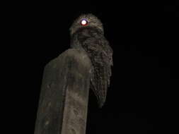 Image of Great Potoo