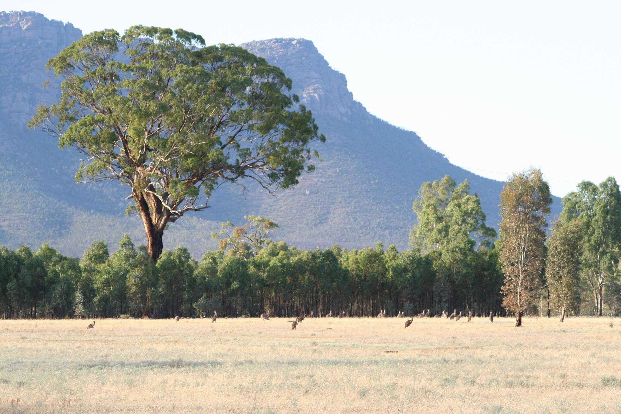 Слика од Eucalyptus camaldulensis subsp. camaldulensis