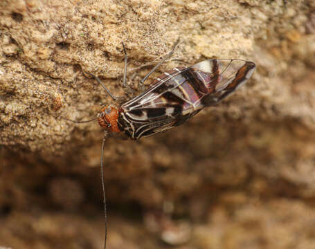 Image of Cerastipsocus trifasciatus (Provancher 1876)