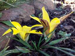 Romulea diversiformis M. P. de Vos的圖片