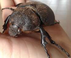 Megasoma actaeon (Linnaeus 1758) resmi