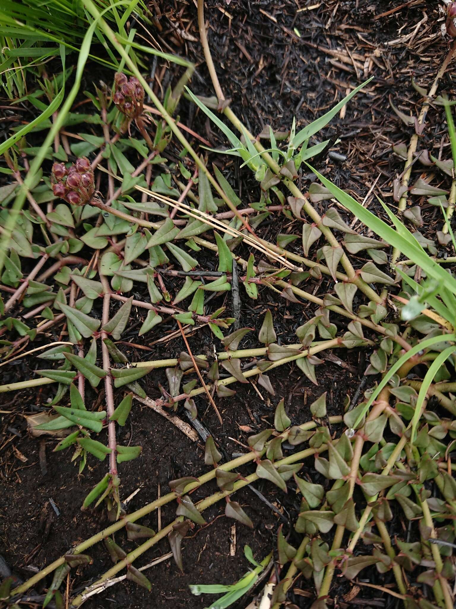 Sivun Asclepias multicaulis (E. Mey.) Schltr. kuva