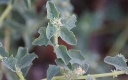 Image de Atriplex suberecta Verdoorn