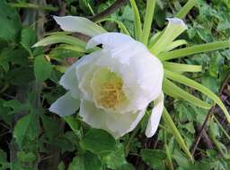 Image of Harrisia adscendens (Gürke) Britton & Rose