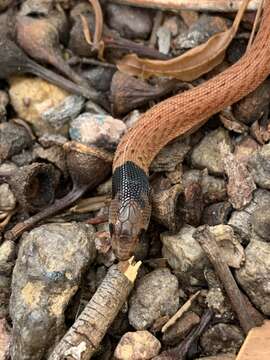 Image of Pygopus steelescotti James, Donnellan & Hutchinson 2001