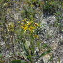 Image of Jacobaea racemosa subsp. kirghisica (DC.) Galasso & Bartolucci
