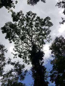 Imagem de Erythrina poeppigiana (Walp.) O. F. Cook