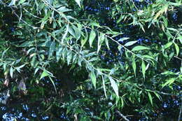 Image de Salix acmophylla Boiss.