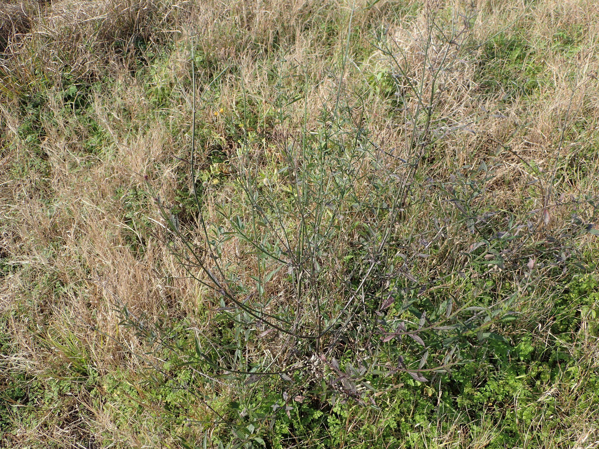 Image of Brazilian vervain