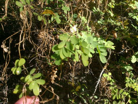 Hippocrepis emerus subsp. emeroides (Boiss. & Spruner) Lassen resmi