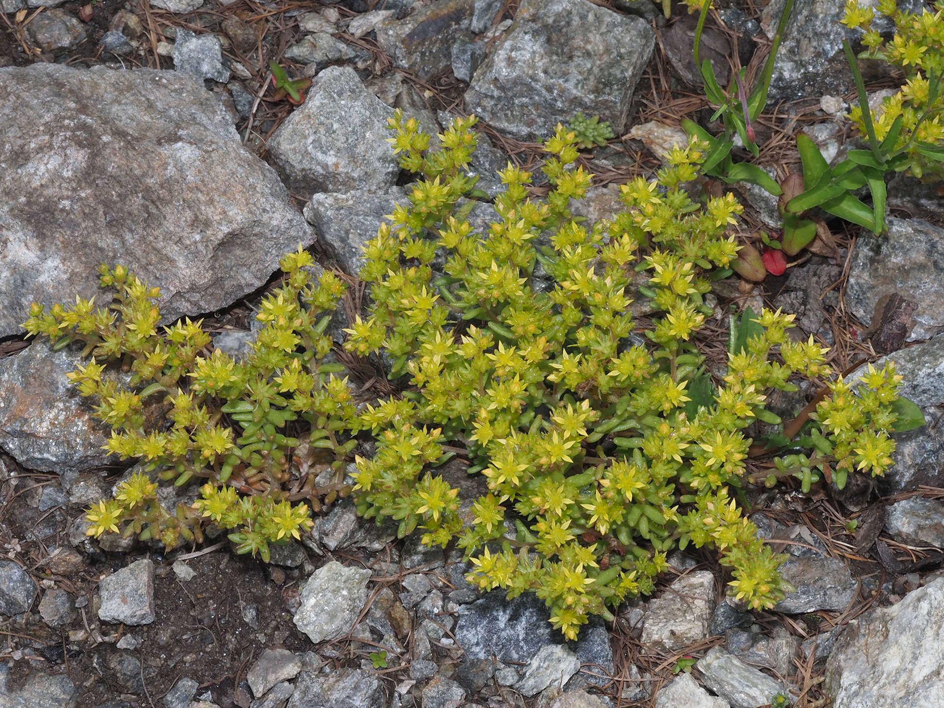 Imagem de Sedum annuum L.