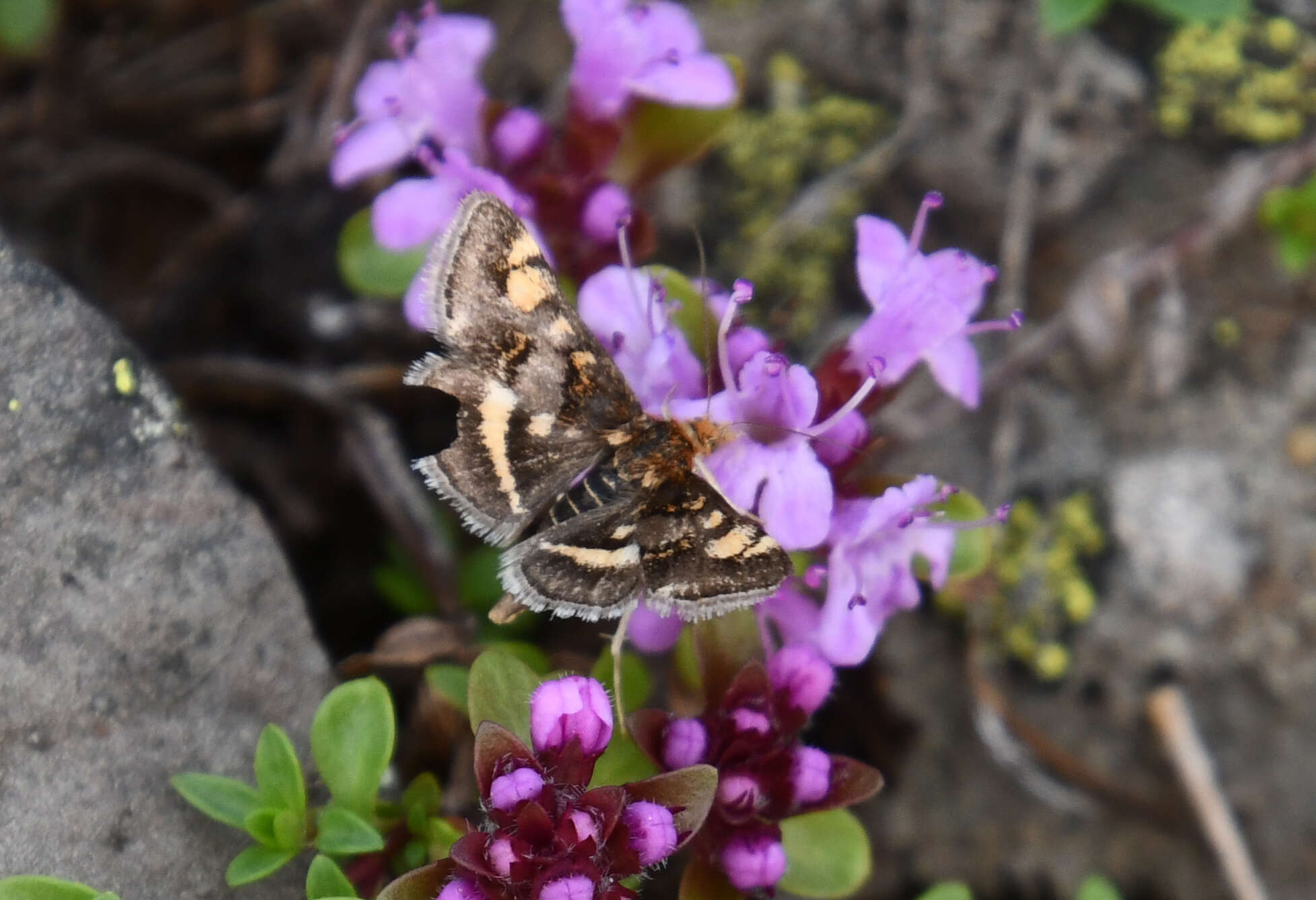 Image of Pyrausta porphyralis Schiffermüller 1775