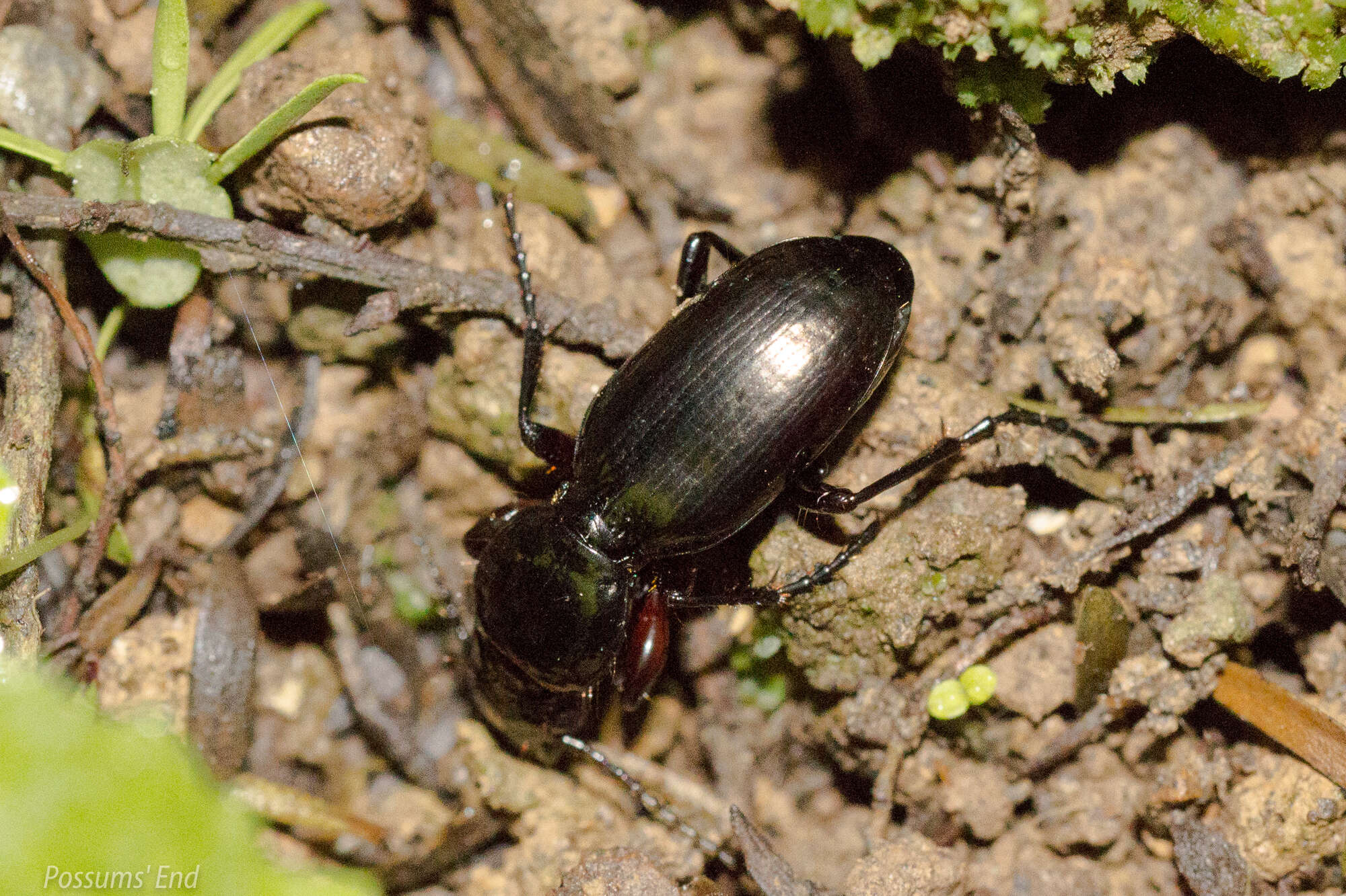 Image of Oregus aereus (White 1846)