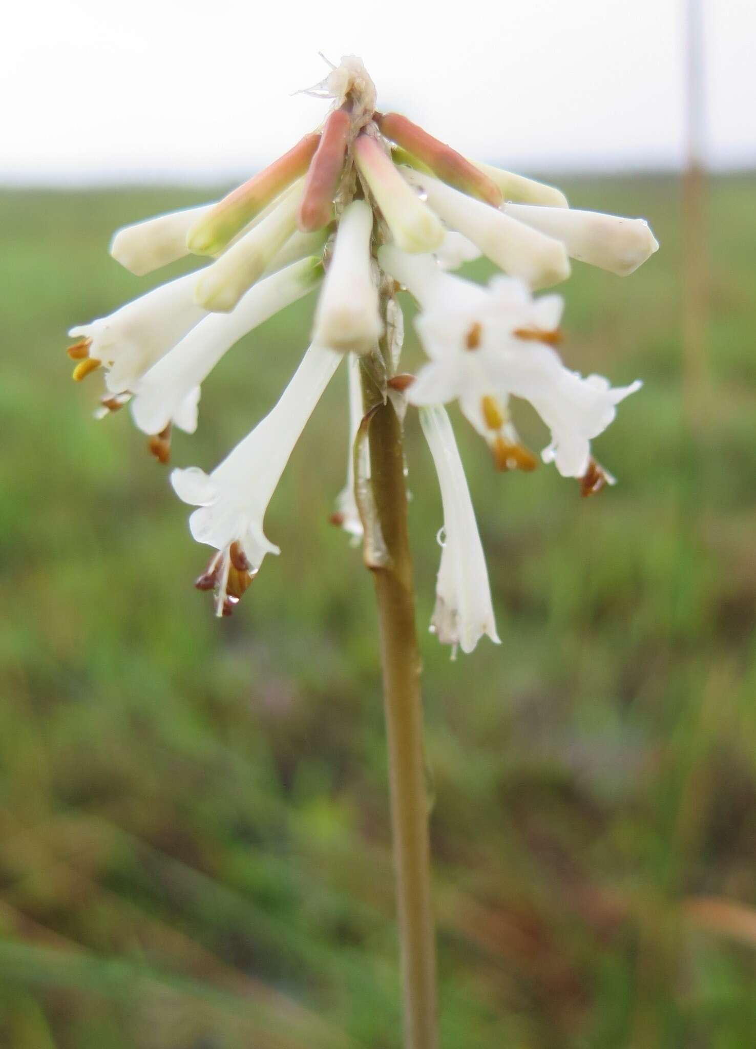 Image of Kniphofia leucocephala Baijnath