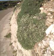 Imagem de <i>Astragalus terraccianoi</i>
