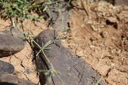 Image of Polycarpaea robbairea subsp. robbairea