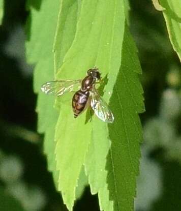 Image of Syrphid fly