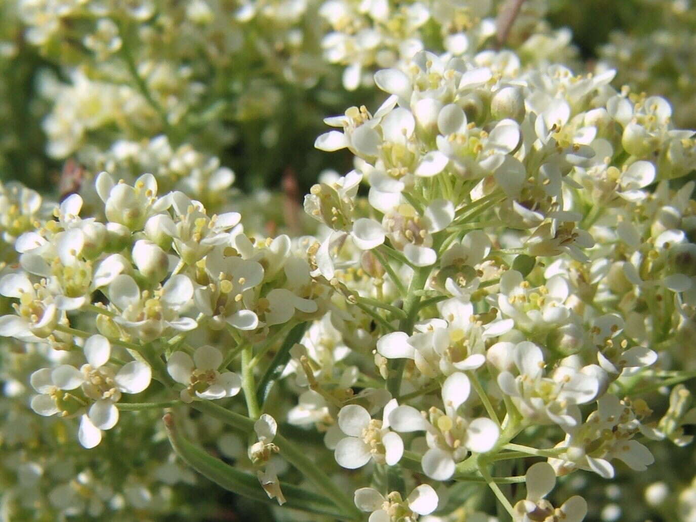 Image de Lepidium fremontii S. Watson