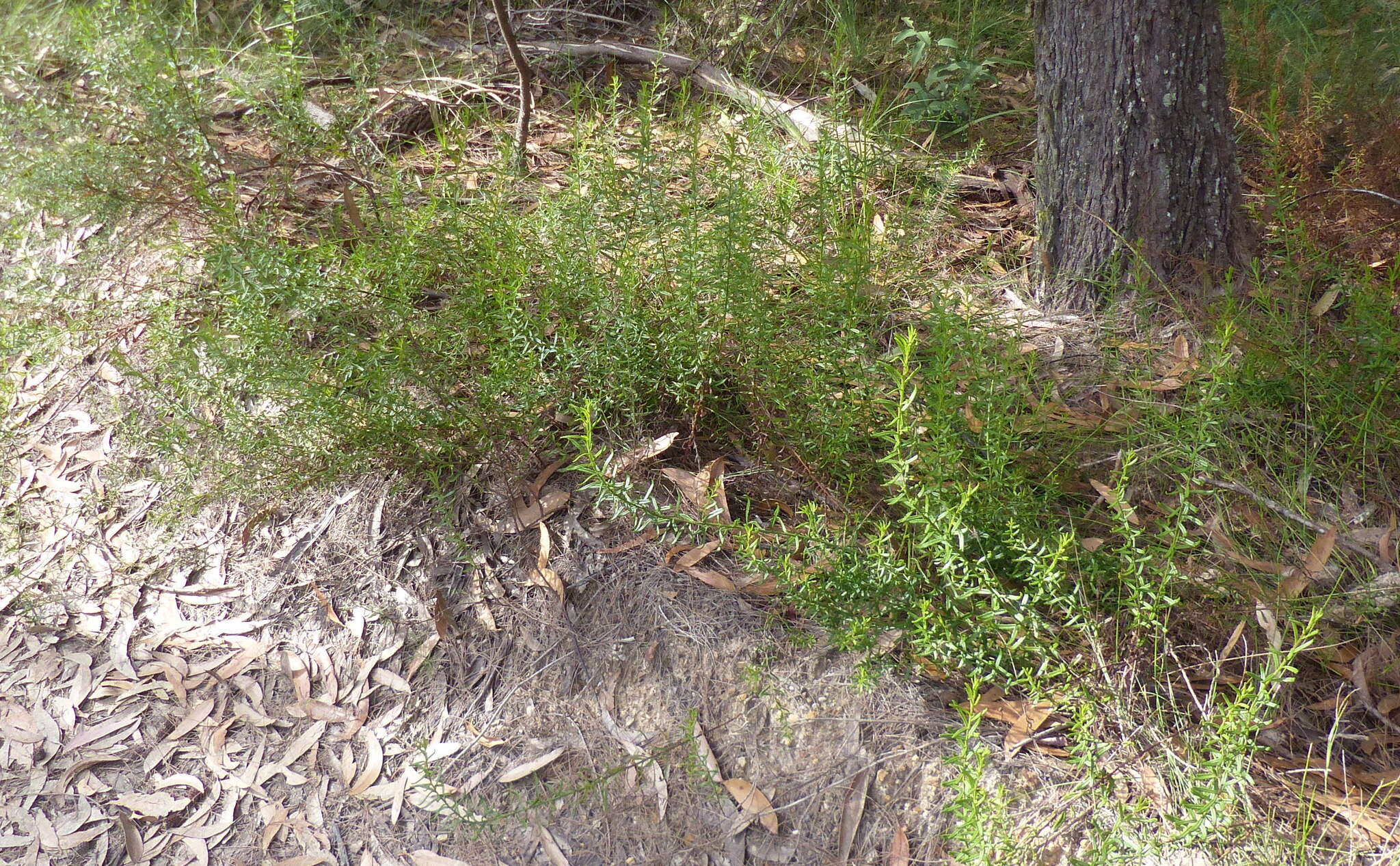 Image of Coopernookia barbata (R. Br.) Carolin