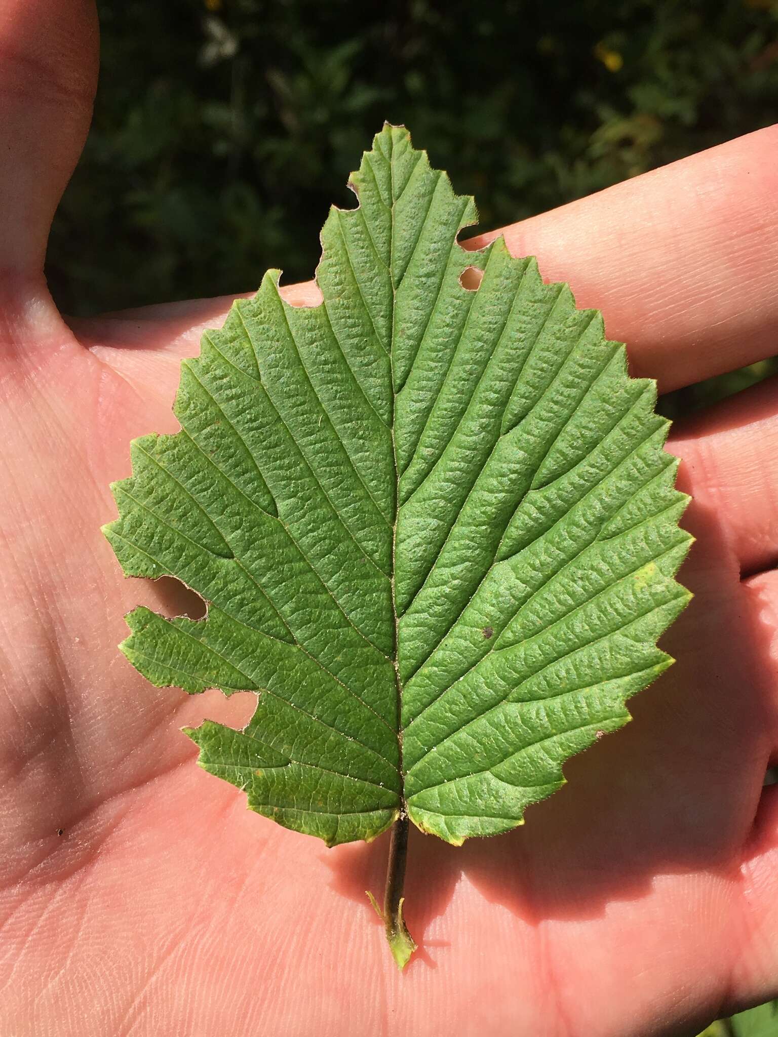 Image de Viburnum alabamense (Mc Atee) Sorrie