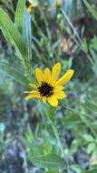 Image of prairie sunflower