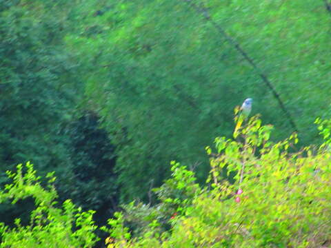 Image of Blue-winged Parakeet