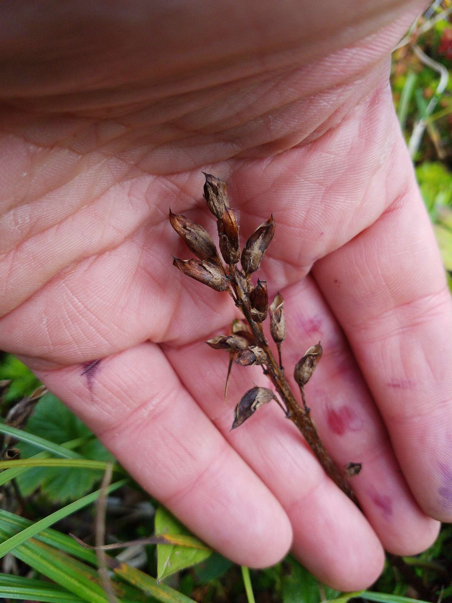 Image of Oeder's lousewort