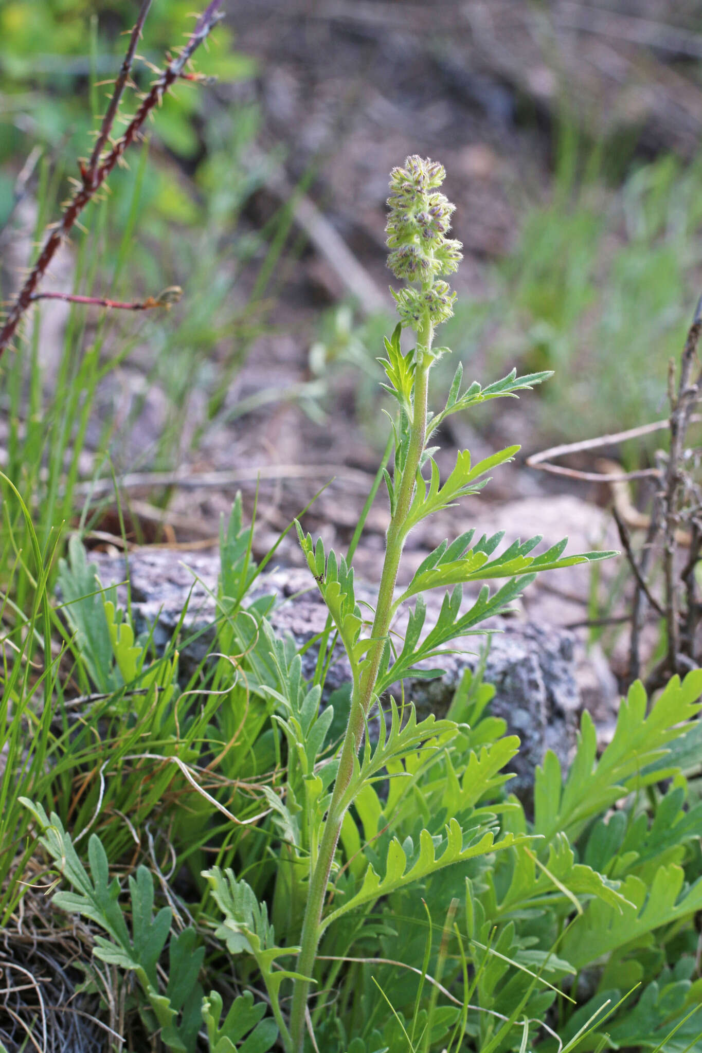 صورة Phacelia sericea subsp. ciliosa (Rydb.) G. W. Gillett