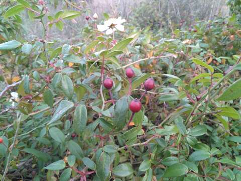 Image of evergreen rose