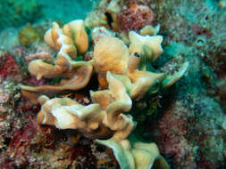 Image of Pavona coral