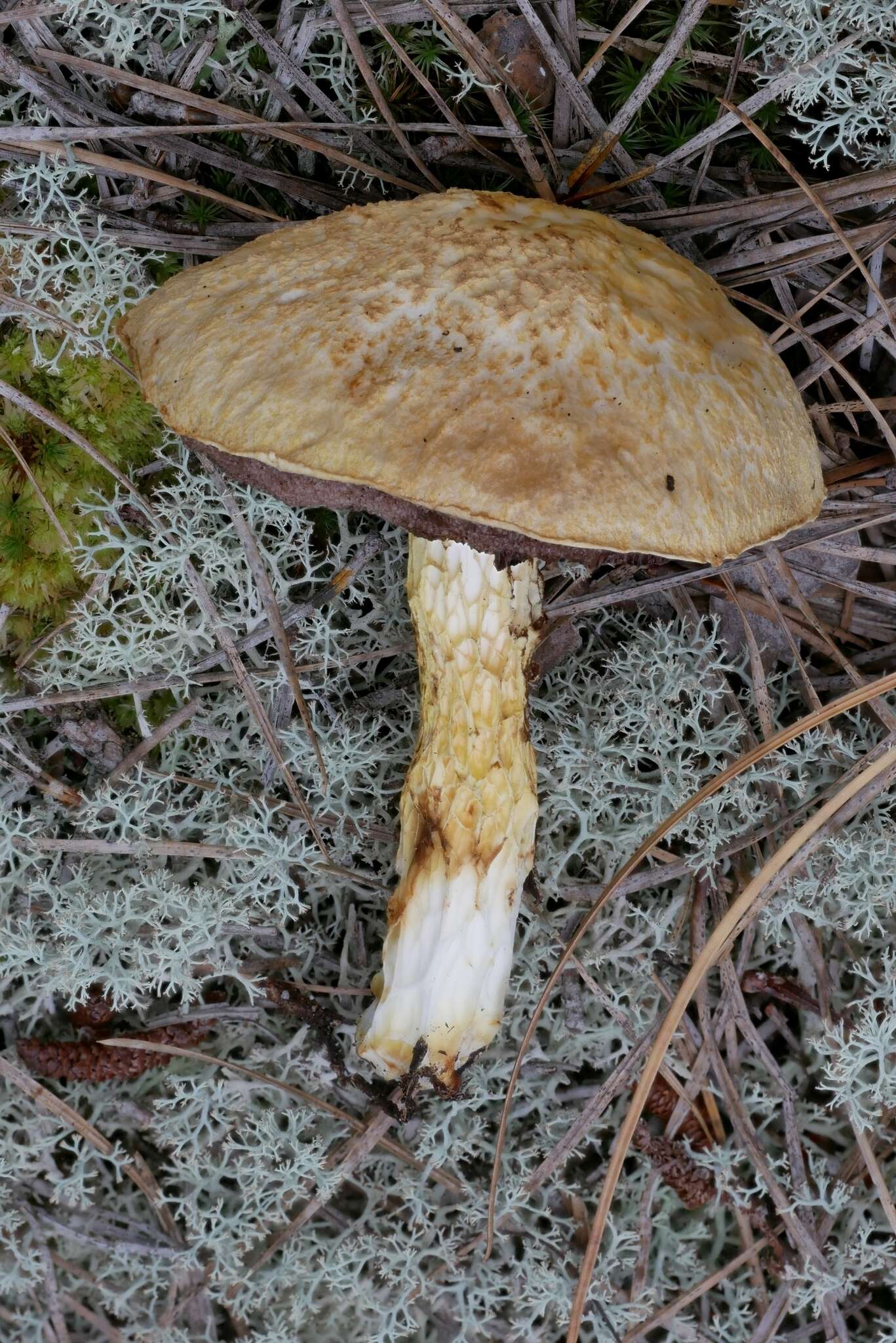 Sivun Austroboletus subflavidus (Murrill) Wolfe 1980 kuva