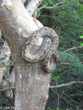 Image of Corallus grenadensis (Barbour 1914)