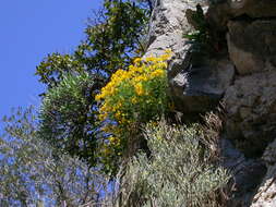 Image of Hippocrepis balearica Jacq.