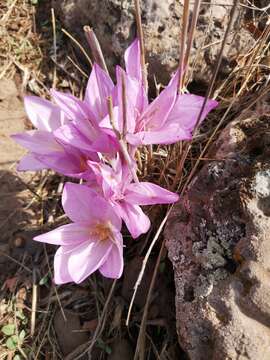 Image of Colchicum feinbruniae K. Perss.