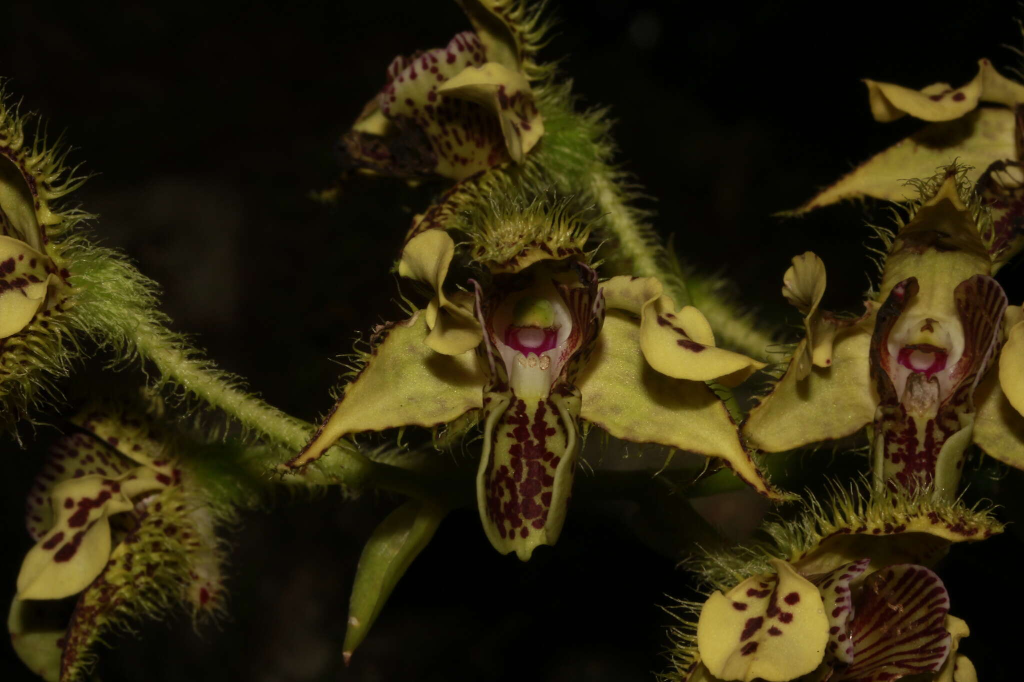 Image of bigleaf dendrobium