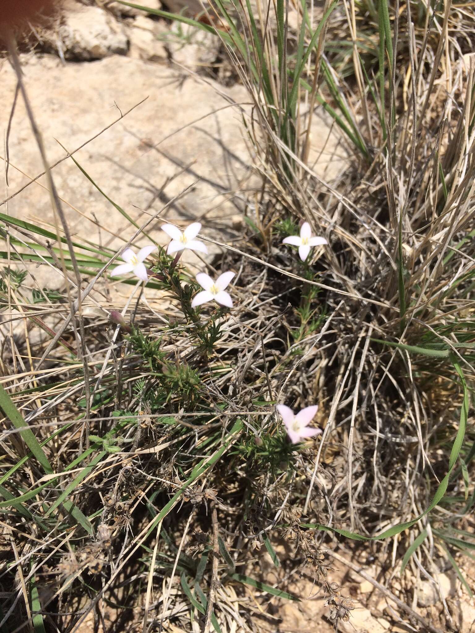 Sivun Houstonia acerosa (A. Gray) Benth. & Hook. fil. kuva