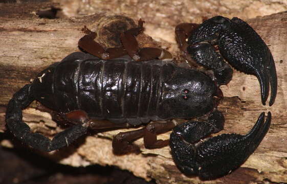 Opisthacanthus asper (Peters 1861) resmi