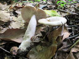 Image of Lactarius cinereus Peck 1872