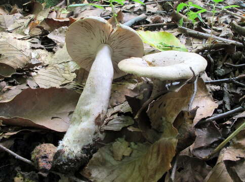 Imagem de Lactarius cinereus Peck 1872