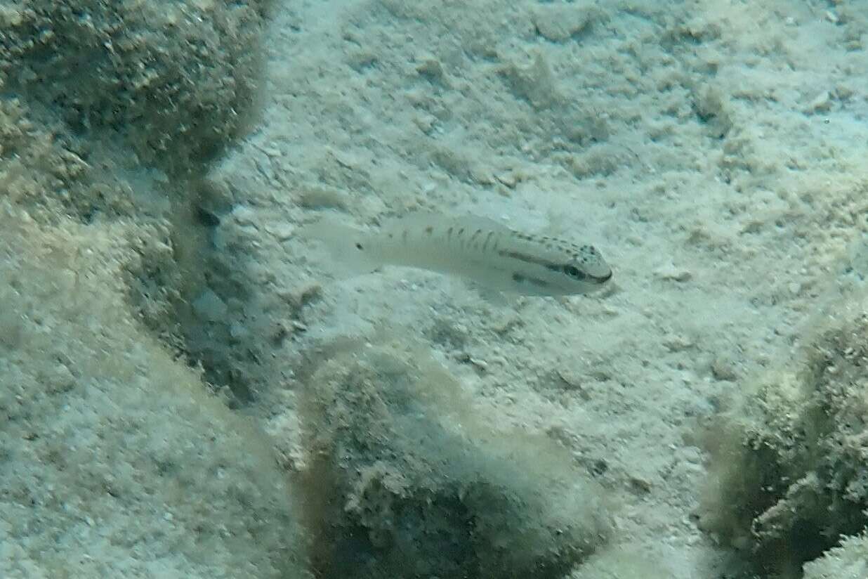 Image de Amblygobius stethophthalmus (Bleeker 1851)