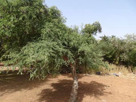 Image of Bauhinia rufescens Lam.