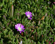 Imagem de Disphyma crassifolium (L.) L. Bol.