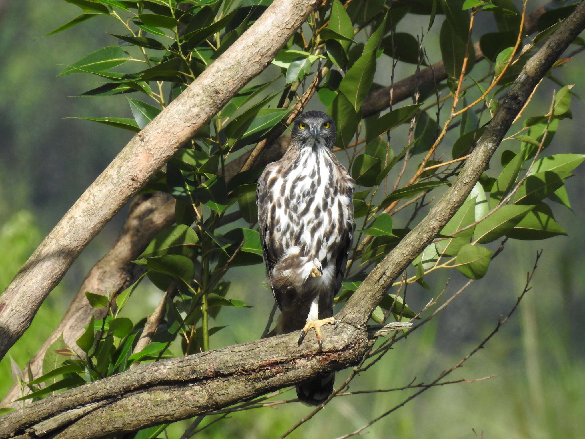 Nisaetus cirrhatus ceylanensis (Gmelin & JF 1788) resmi